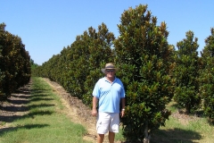 10ft Alta Magnolia