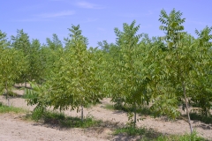 Pecan  tree