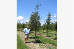 gallery16baldcypress