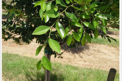 gallery17chineseelm