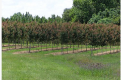 gallery1Acer Rubrum 'HOSR', Red Maple 'Summer Red'