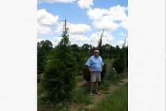 gallery5EasternRedCedar