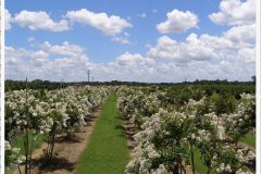 gallery7Japanesecrepemyrtle