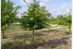 gallery9Black Gum, Black Tupelo